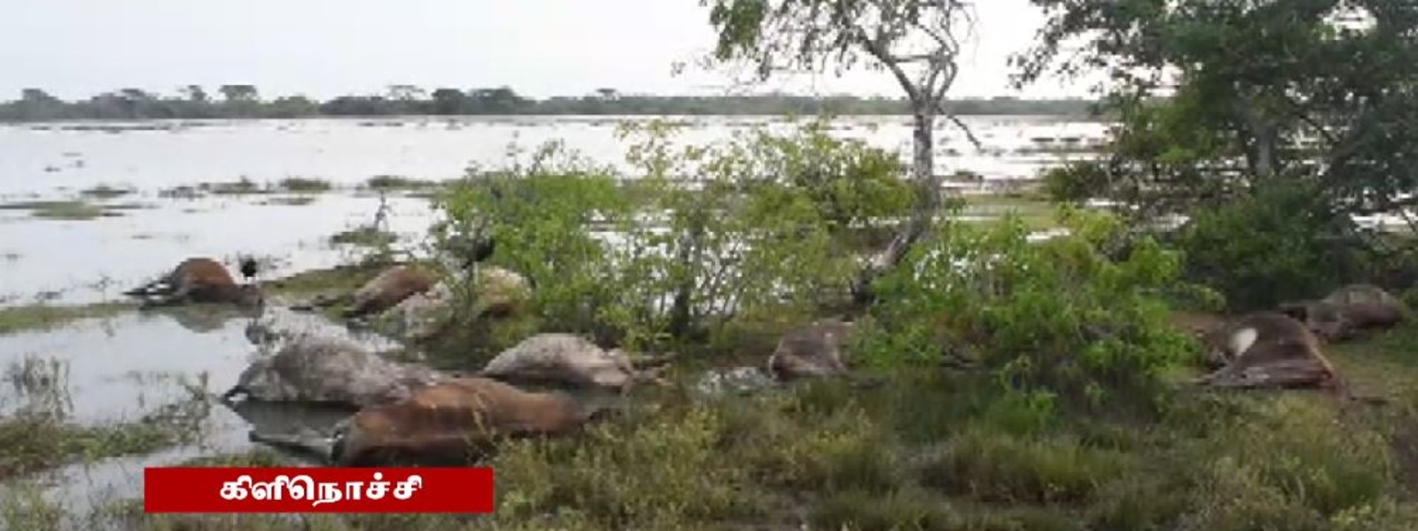 கால்நடைகள் உயிரிழந்தமைக்கான காரணம் வௌியானது